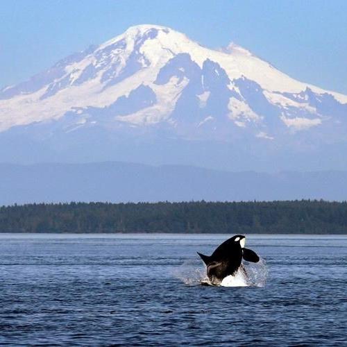 Florida aquarium agrees to return Lolita the orca to Pacific after 53 years in tank